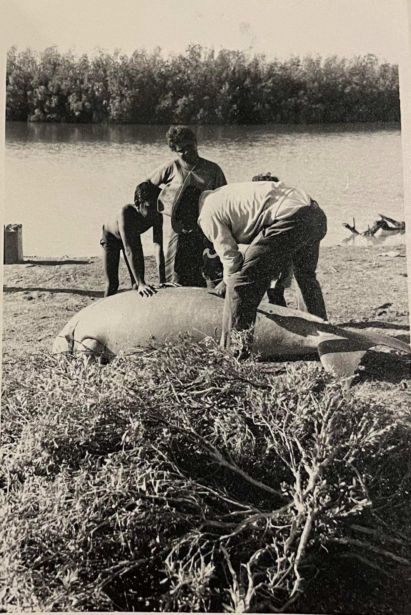 Dugong killed in The Gulf of Carpentaria facing out to sea so its sprites returned to other animals